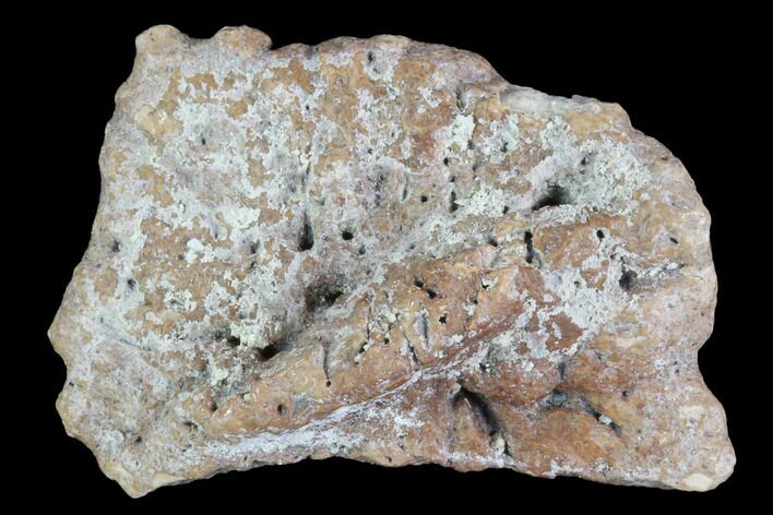 Fossil Phytosaur Scute - Arizona #88597